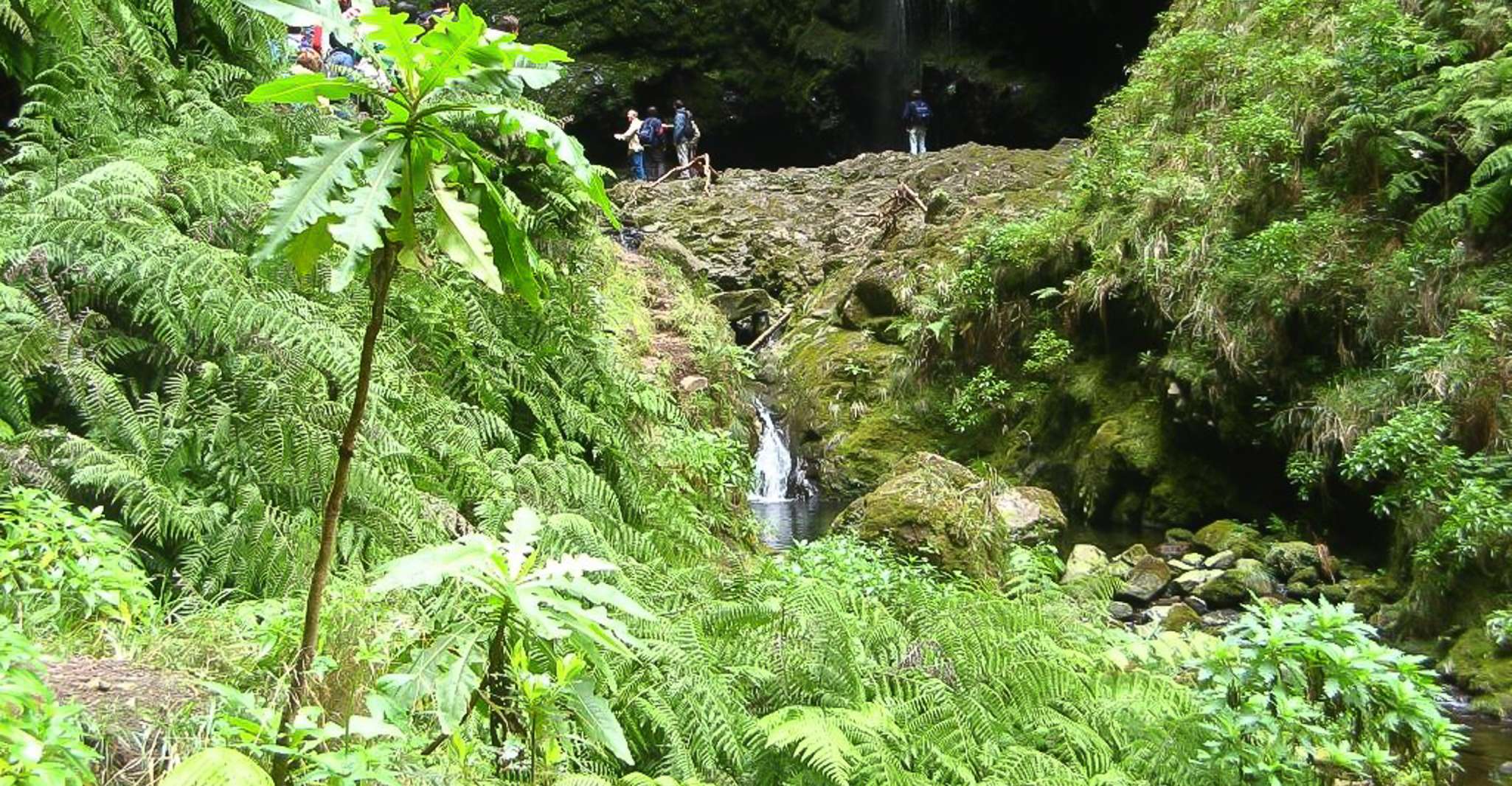 Levada Walk und Caldeirao Verde Wasserfälle, Madeira - Hizvo