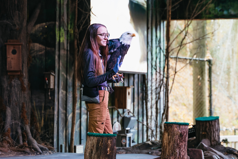 Pigeon Forge: biglietto d'ingresso al parco tematico DollywoodBiglietto d'ingresso per 1 giorno al parco a tema Dollywood