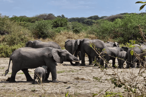 4-Day Safari Tour to Tarangire, Serengeti & Ngorongoro