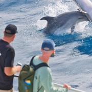 Discover the Bay of Islands incl Dolphins and island lunch
