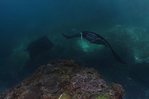 From Bali: Nusa Penida Private Snorkeling Tour with Lunch Shared Boat Trip with Meeting Point at Sanur