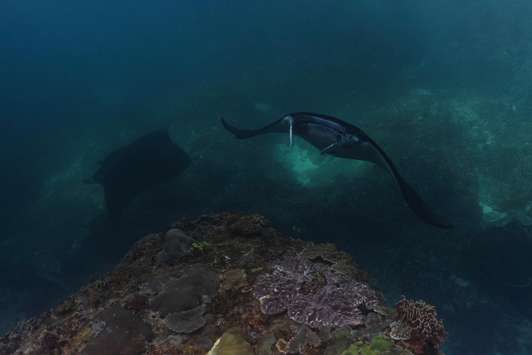 From Bali: Nusa Penida Private Snorkeling Tour with Lunch Shared Boat Trip with Meeting Point at Sanur