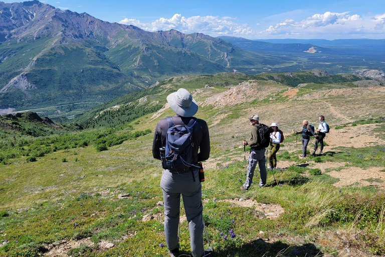 Denali: 5-Hour Guided Wilderness Hiking Tour Denali 4-Hour Hiking Tour