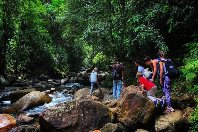 South Coast: Sinharaja Rainforest Walk and Waterfall