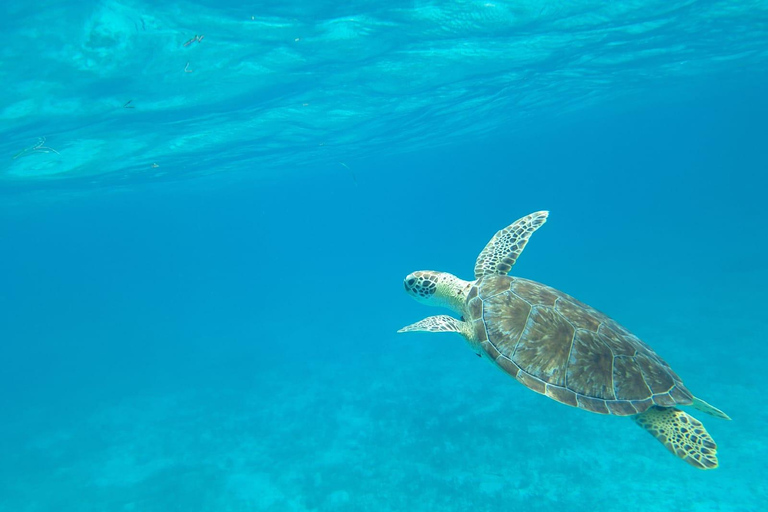 Caye Caulker Snorkeling & Secret Beach Day Tour