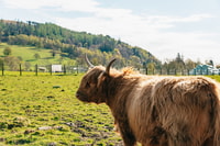 Edinburgh, Loch Ness & Scottish Highlands Tour with Lunch - Housity