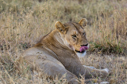 2 days 1 night Nyerere national park Flight from Zanzibar