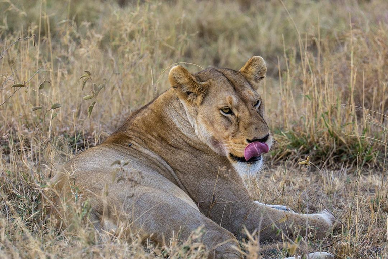 2 Tage 1 Nacht Nyerere-Nationalpark Flug von Sansibar