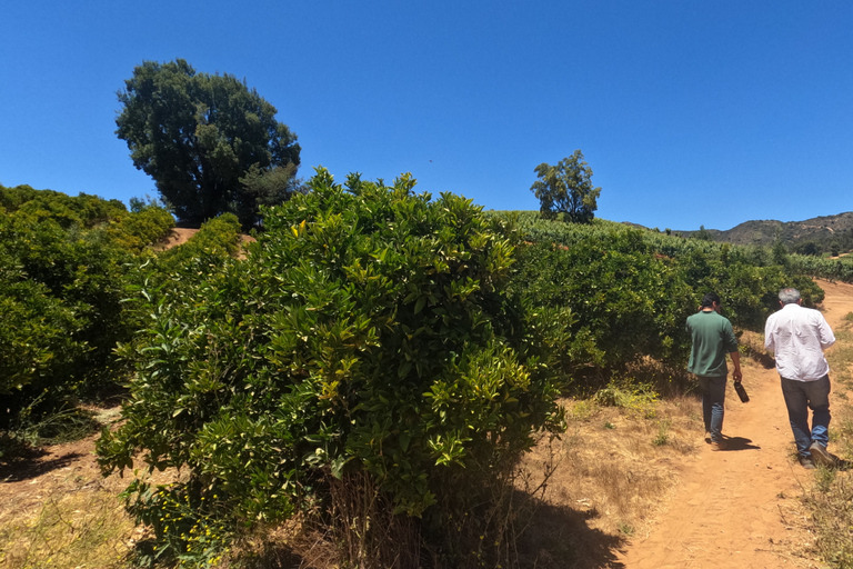 Curacaví Valley: Private Wine Tour of Viña Lopez Pangue and El Cuadro Curacaví Valley: Private Wine Route Tour - Viña Lopez Pangue and El Cuadro