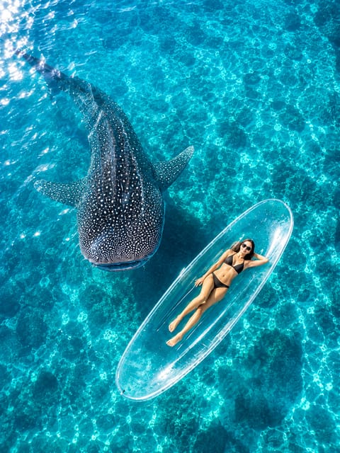Parc de Komodo : croisière de 4 jours, requin-baleine et frais inclus