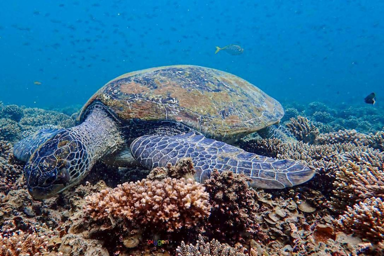 Koh Tao in a Day: Turtles, Hidden Reefs & Nangyuan Viewpoint