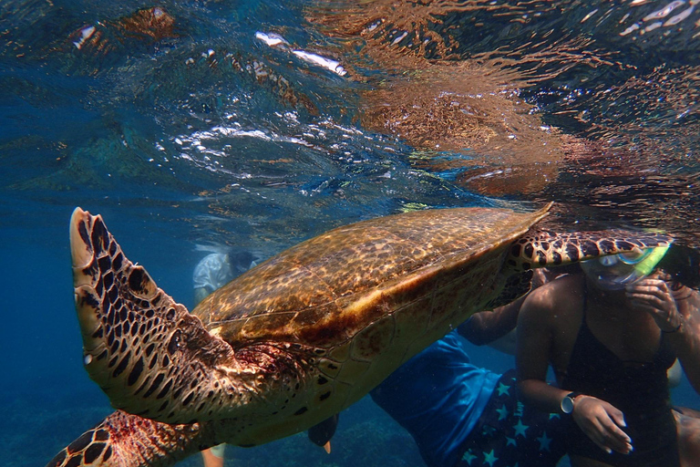 Pigeon Island Snorkeling Tour from Uppuveli Beach