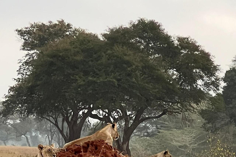 Mombasa: Tsavo East Early-Access Safari & Game Drives