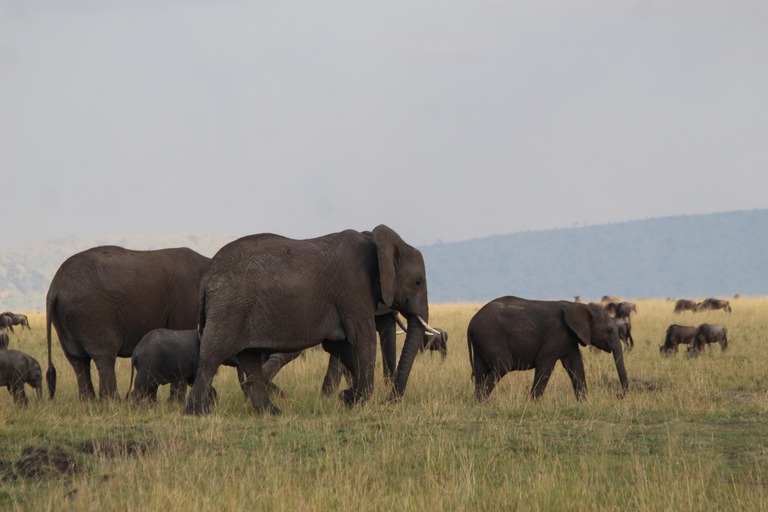 Tarangire National Park: 2-Day Flying Safari