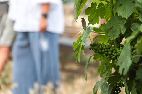 Pézenas: Tour of a spiral vineyard, food tasting, and winemaker's aperitif