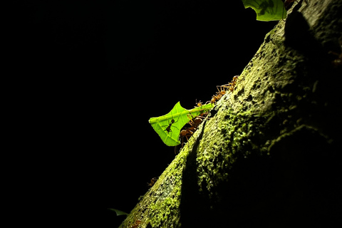 Monteverde: Night Tour with Night Vision Goggles