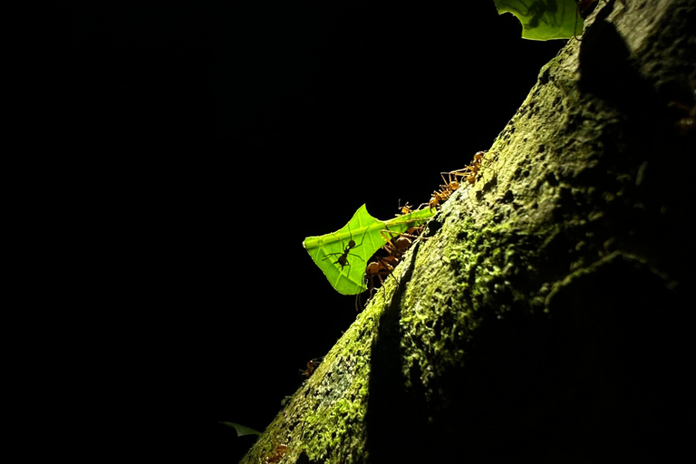 Monteverde: Night Tour with Night Vision Goggles