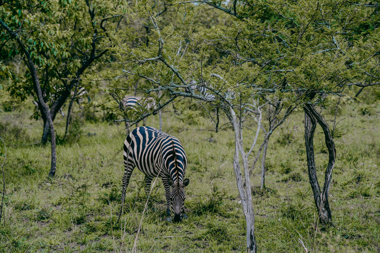 Kigali: Akagera National Park Safari with Boat Cruise