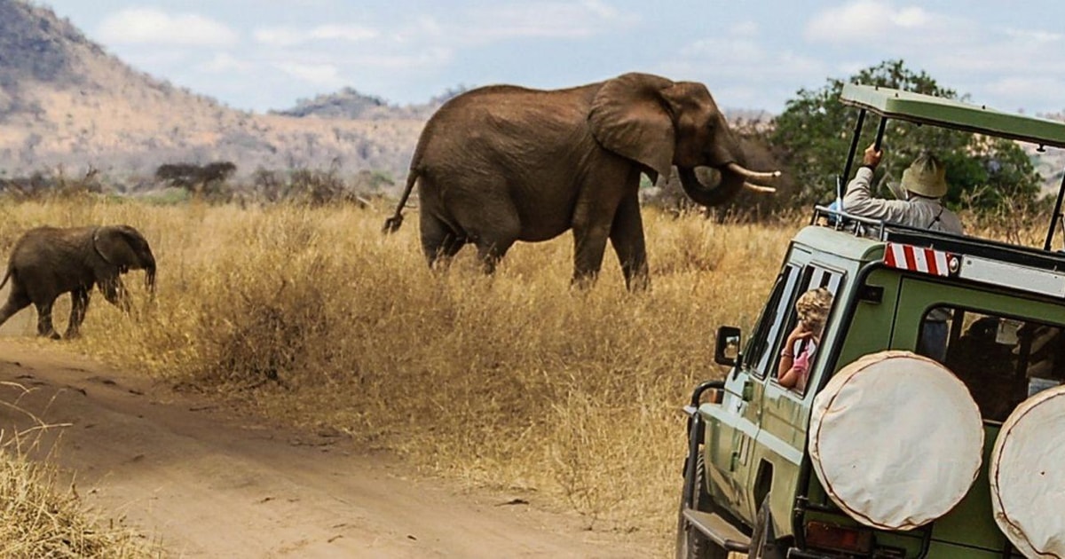 Amboseli National Park Full Day Guided Day Tour Getyourguide