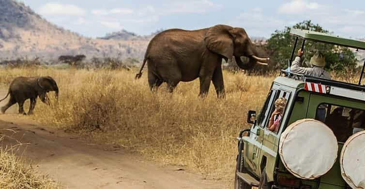 Amboseli Nationalpark Heldagstur Med Guide GetYourGuide