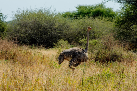Arusha: Tarangire Day Trip – Elephants & Wildlife Safari