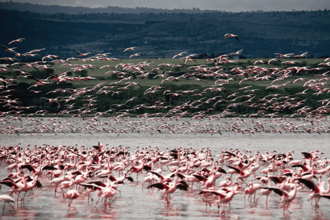 Från Nairobi: Dagstur till Nakurusjöarna och Naivasha nationalpark