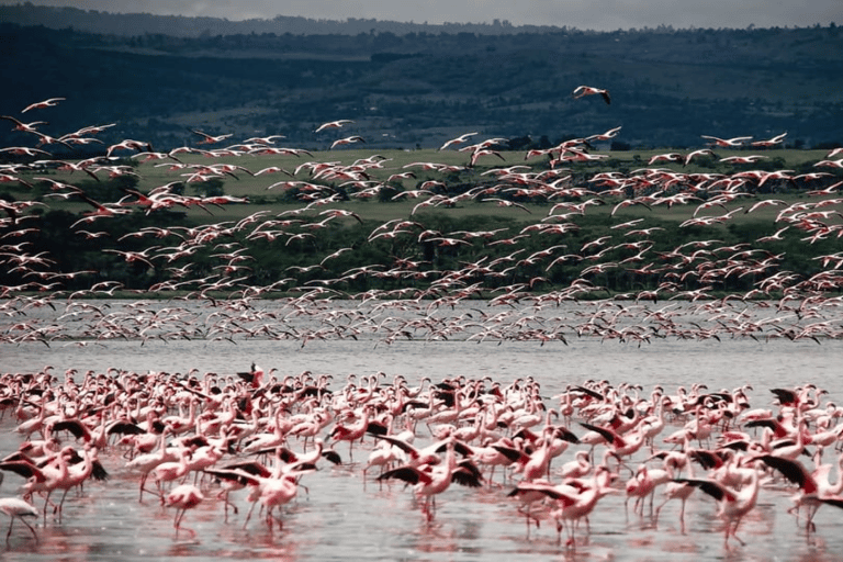 Från Nairobi: Dagstur till Nakurusjöarna och Naivasha nationalpark