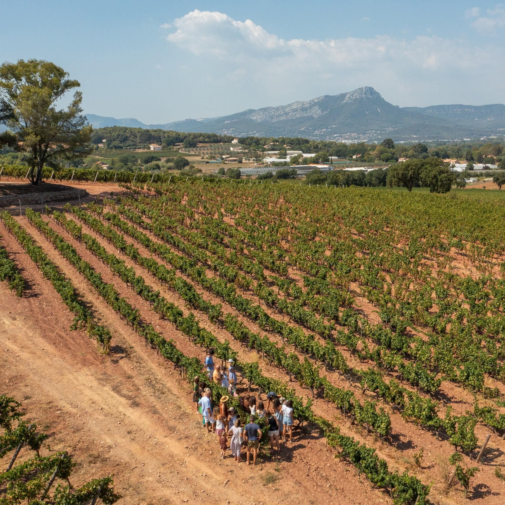Wein-Spaß-Tour durch den Weinberg mit Verkostung – Le Pradet