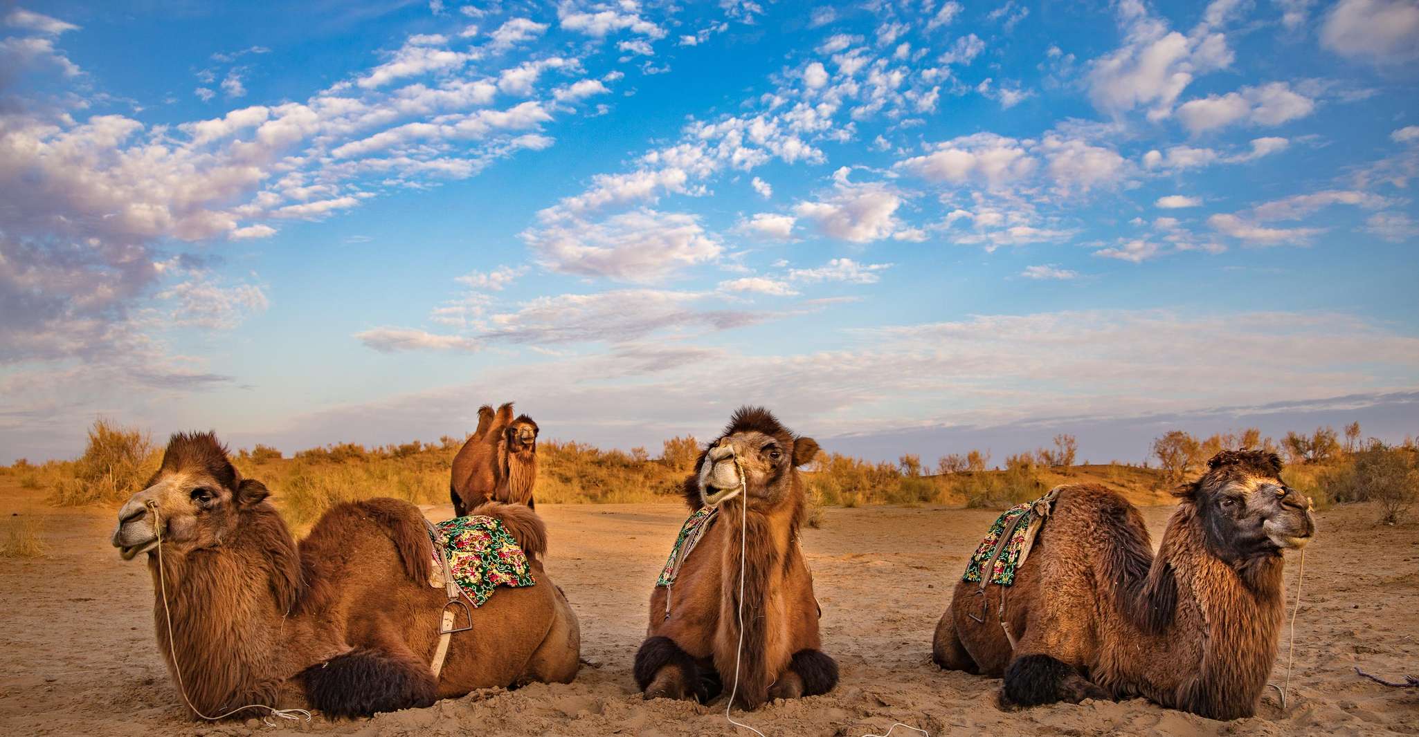 Life As Nomads - Yurt Camp Tour with Night from Samarkand - Housity