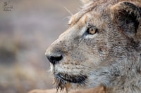 Kruger Safari旅游,全日 - Hizvo