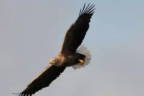 Svolvær: White-Tailed Eagle Safari with professional RIB