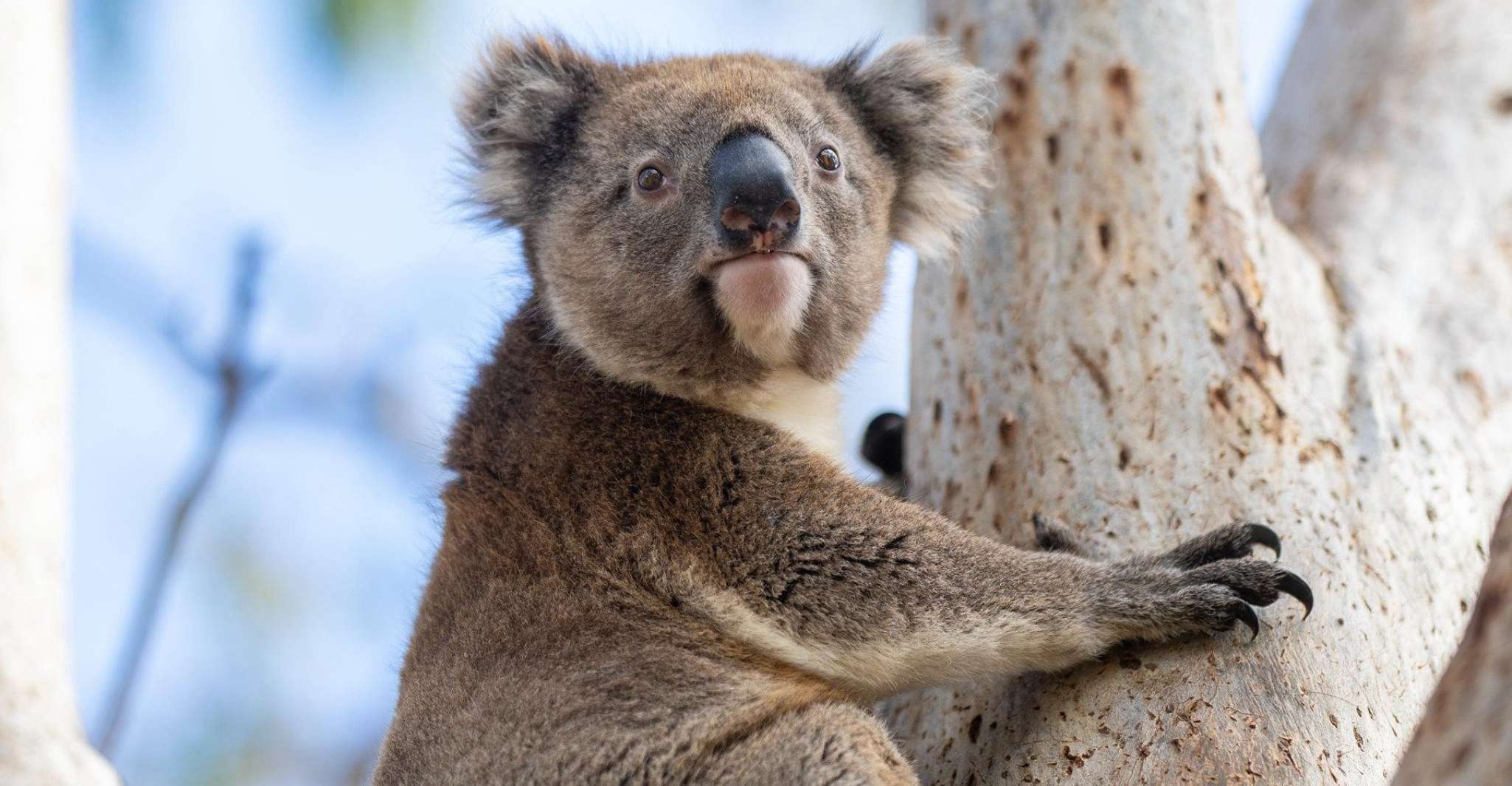 Port Lincoln Mikkira Station Wild Koala Safari Tour - Housity