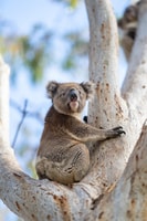 Port Lincoln Mikkira Station Wild Koala Safari Tour - Housity