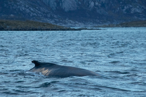 Au départ de Tromsø : Safari d&#039;observation des baleines en semi-rigide à Skjervøy