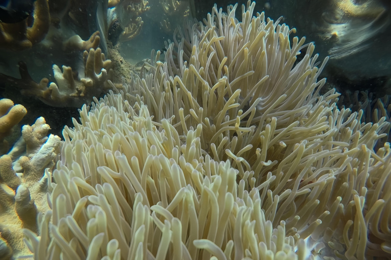 Visite des îles Cham, plongée en apnée et plongée sous-marineVisite de groupe