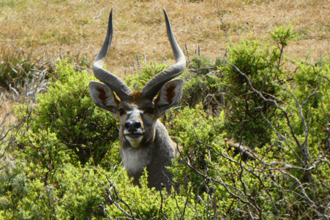 4 days Bale Mountains Wildlife & Nature Tour