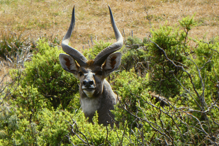 4 days Bale Mountains Wildlife & Nature Tour