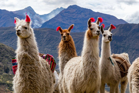 Ollantaytambo: Llama Farm Visit with Feeding Experience