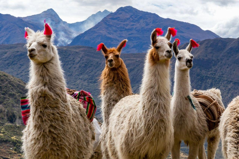 Ollantaytambo: Llama Farm Visit with Feeding Experience