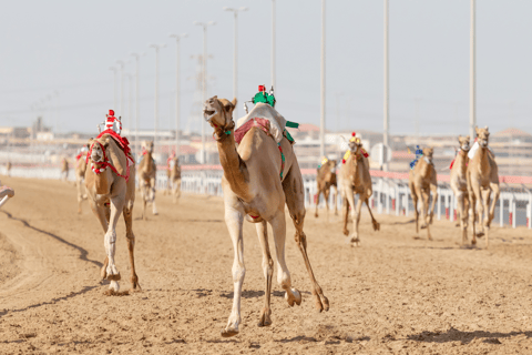 Doha: Tour privato della pista dei cammelli e della costa occidentale