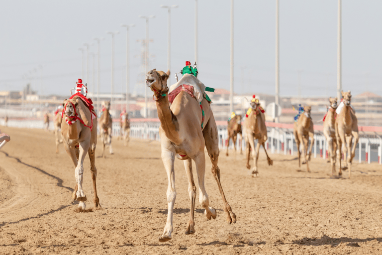 Doha: Tour privato della pista dei cammelli e della costa occidentale