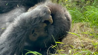 4 Day Congo (DRC) Gorilla Trekking & Nyiragongo Hiking - Housity