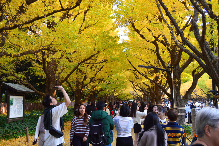Tokyo: Golden Ginkgo Avenue Autumn Leaves Walk