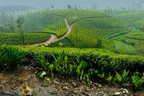 Kerala: Kochi, Munnar, Alleppey & Trivandrum Multi-Day Tour From Kochi: 7 Days Private Tour (All Inclusive)