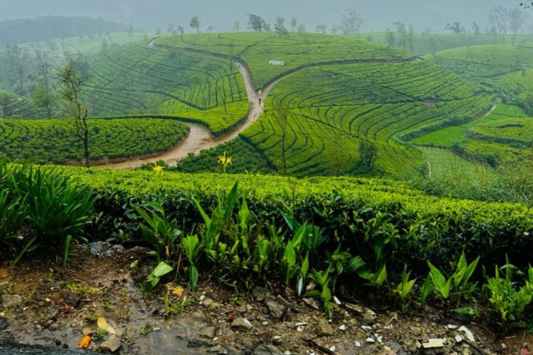 Kerala: Kochi, Munnar, Alleppey & Trivandrum Multi-Day Tour From Kochi: 7 Days Private Tour (All Inclusive)