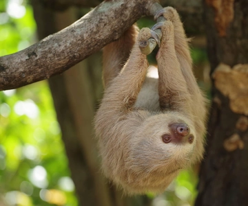 Diamante Eco Adventure Park: Pass Santuario Faunistico