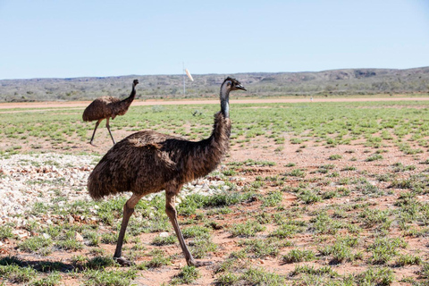 Perth: 8-Day Exmouth Tour with Ningaloo Reef Comfort Tour Twin Share Room (Adults only)