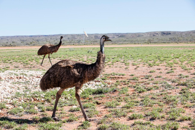 Perth: 8-Day Exmouth Tour with Ningaloo Reef Comfort Tour Twin Share Room (Adults only)