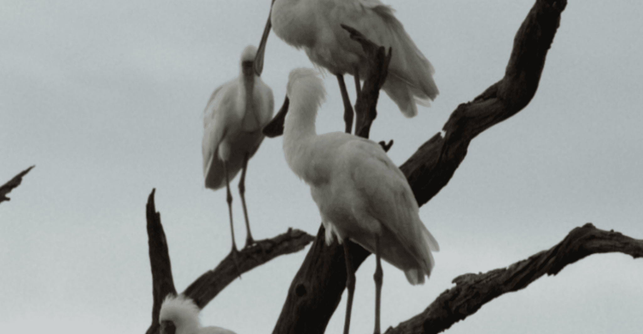 Mokoro Day Trip at the Okavango Delta - Housity