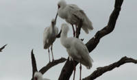 Mokoro Day Trip at the Okavango Delta - Housity